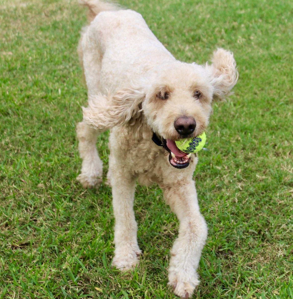 DogAgingProject's tweet photo. Go fetch! 🐶 Today is #NationalFetchDay!
Will you be celebrating with a game of #fetch 🎾 today? If so, share a 📷 pic!
🐾 Join the #Dog Aging Pack if you haven’t already at https://t.co/iCdxo9BViz
#playfetch #doggos #dogfun https://t.co/5oKiCZpe9A