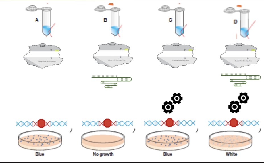 Damon_BioRad's tweet photo. #CRISPR results from yesterday’s workshop are already grown up and now at the @BioRadEducation booth at #cascience22. Plate D shows lacZ in E.coli that has been disrupted by a stop codon placed there with CRISPR and HDR by group #15 #biotech #stemeducation @cascience https://t.co/gX8yrV96K0