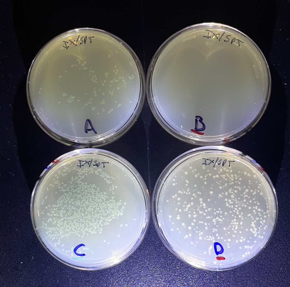Damon_BioRad's tweet photo. #CRISPR results from yesterday’s workshop are already grown up and now at the @BioRadEducation booth at #cascience22. Plate D shows lacZ in E.coli that has been disrupted by a stop codon placed there with CRISPR and HDR by group #15 #biotech #stemeducation @cascience https://t.co/gX8yrV96K0