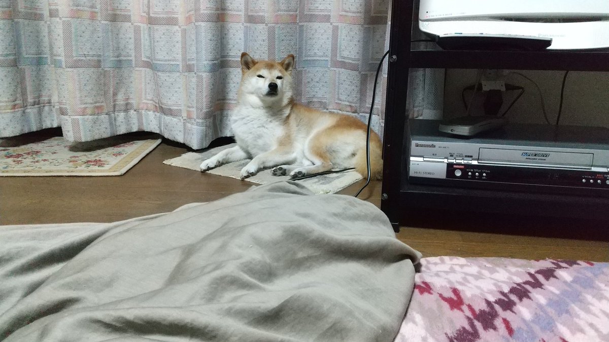 ynuo_'s tweet photo. すごいこっち見てる https://t.co/EikaU6vw4n
