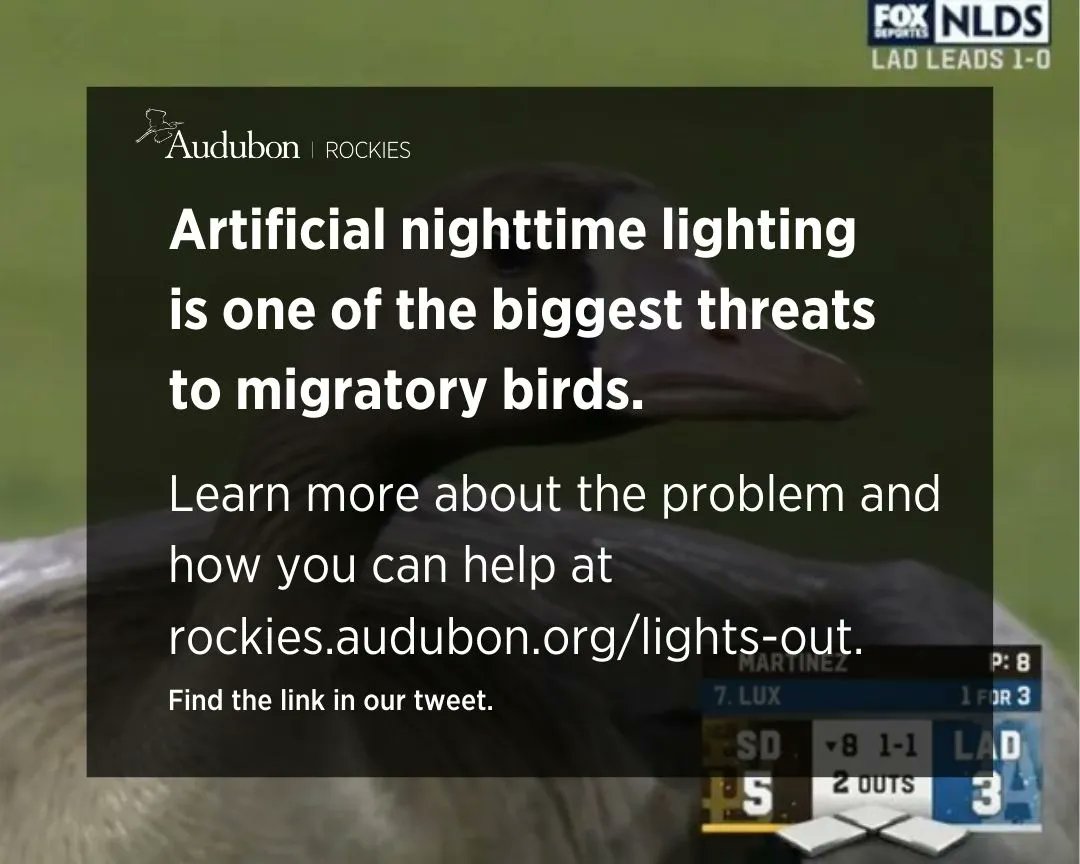 Maybe we're just salty because some people are saying this Greater White-fronted Goose helped the LA Dodgers get a hit (we are Audubon ROCKIES, after all) but this situation bums us out for a different reason. buff.ly/3rUMelG #LightsOutForBirds #RallyGoose