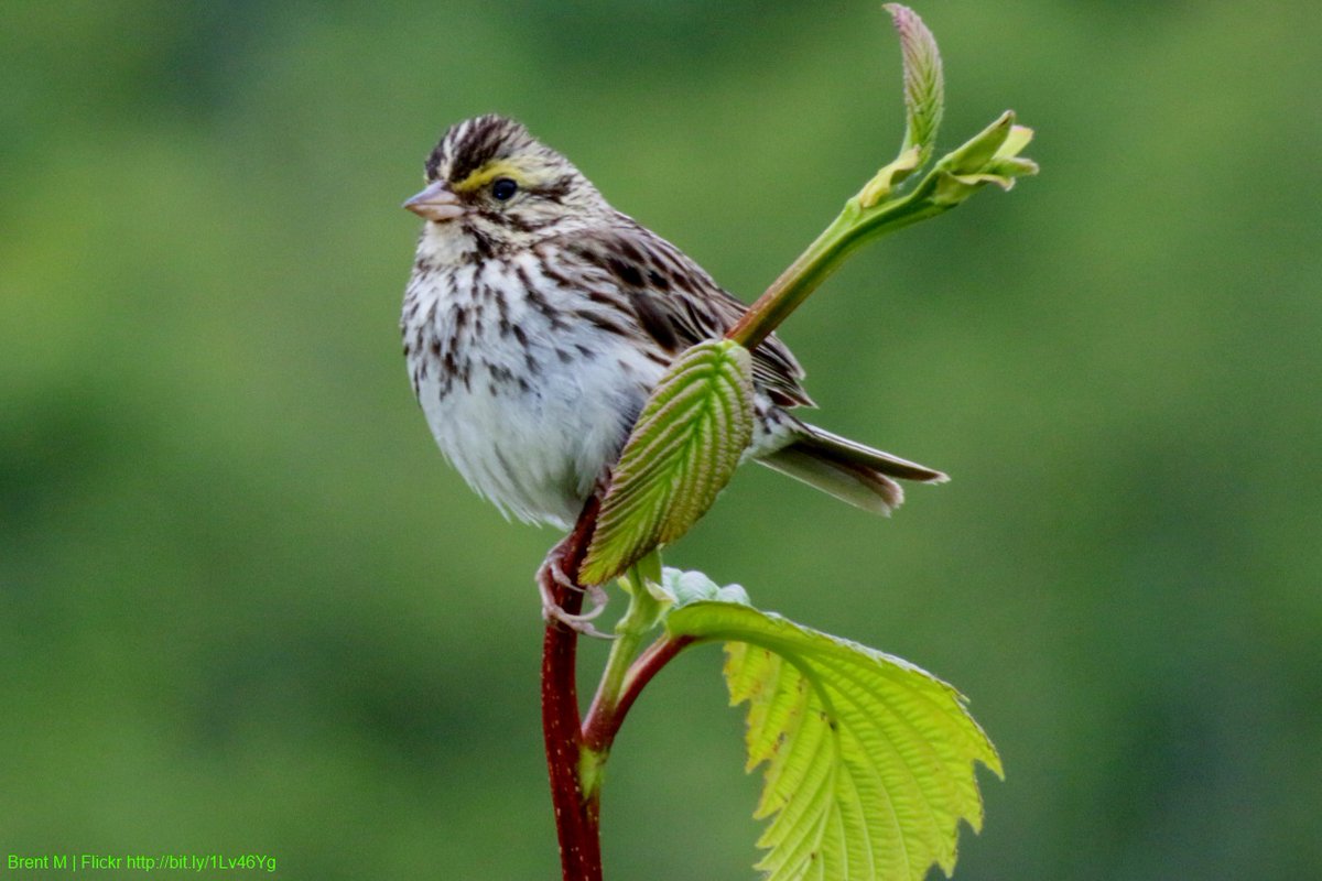 "How easily one word / Shatters the green leaf and the singing bird" #LorenEiseley #poetry  bit.ly/1H39aiz
