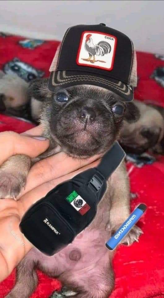 SuavesLomitos's tweet photo. De seguro anda en malos pasos 😩🐶 https://t.co/V1SzhKnvja