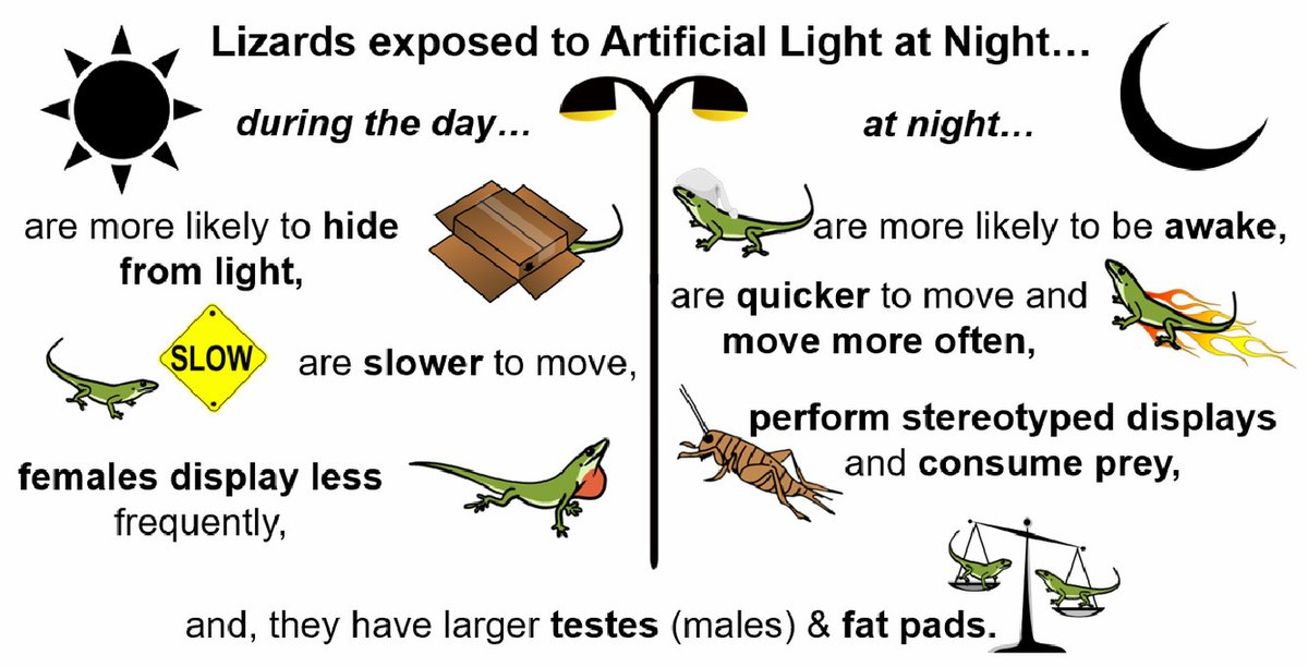 My <a href="/Trinity_U/">Trinity University</a> biology honors research is now available in Physiology &amp; Behavior !! Biggest thanks to <a href="/LizardMichele/">Dr. Michele Johnson</a> &amp; <a href="/cjbthawley/">Chris Thawley</a> for all the support along the way :) Check out how artificial light at night (#ALAN) impacts green anole lizards! PDF: authors.elsevier.com/c/1fv4U7Gm~J5Ka