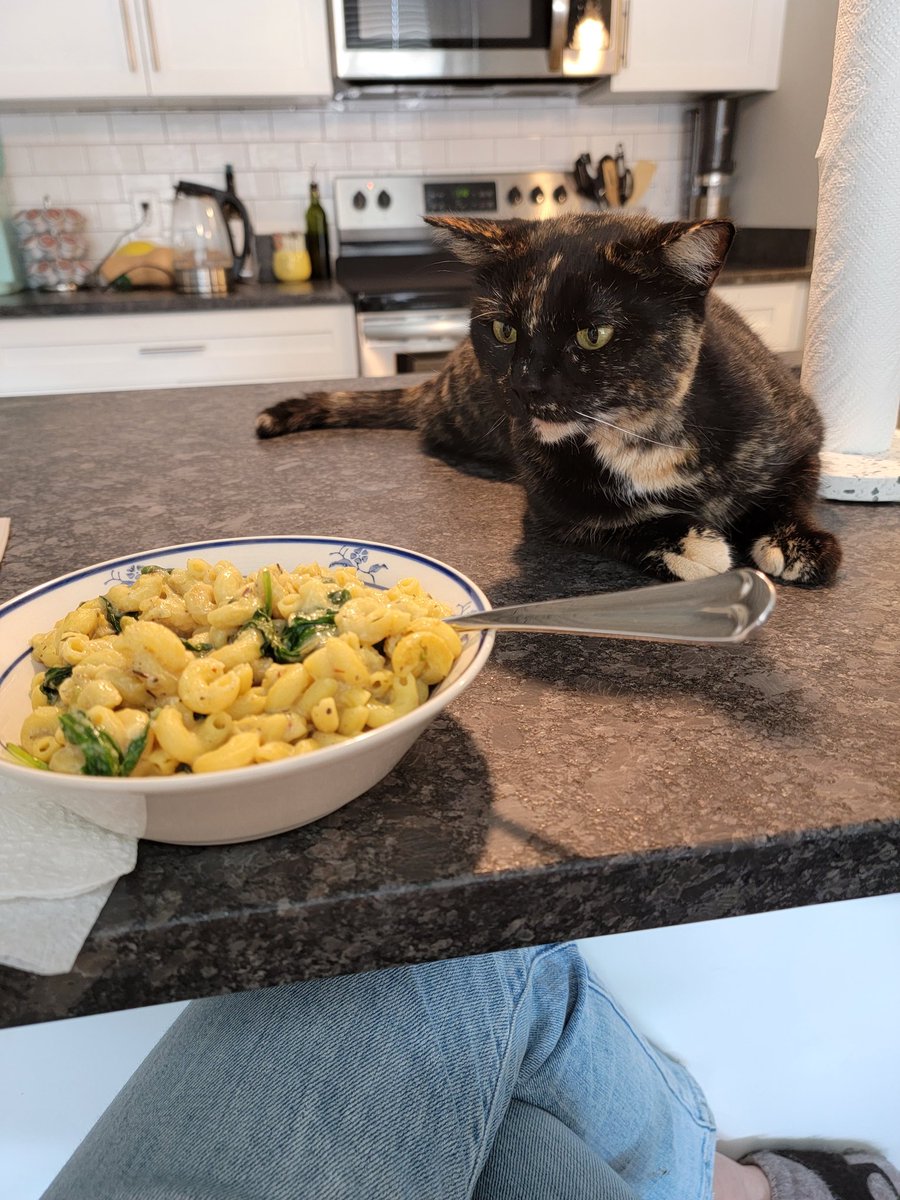 My cat looks at pasta like it's the most beautiful, magical thing to exist in the world..... honestly same