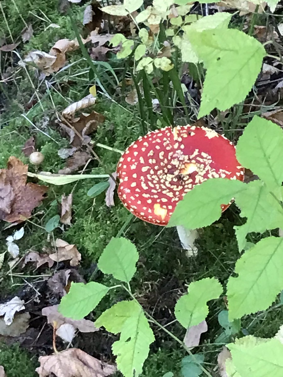 pippit28's tweet photo. We had a lovely day in wild places looking for #Fungi and #Fairies https://t.co/Un06Pcbye4