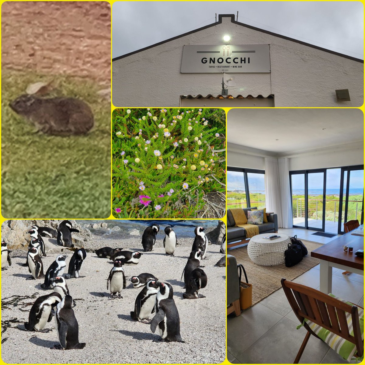 NasrinSayed4's tweet photo. Betty's Bay #roadtripping #dassies #Penguins @Airbnb https://t.co/yoM0AfzW8S