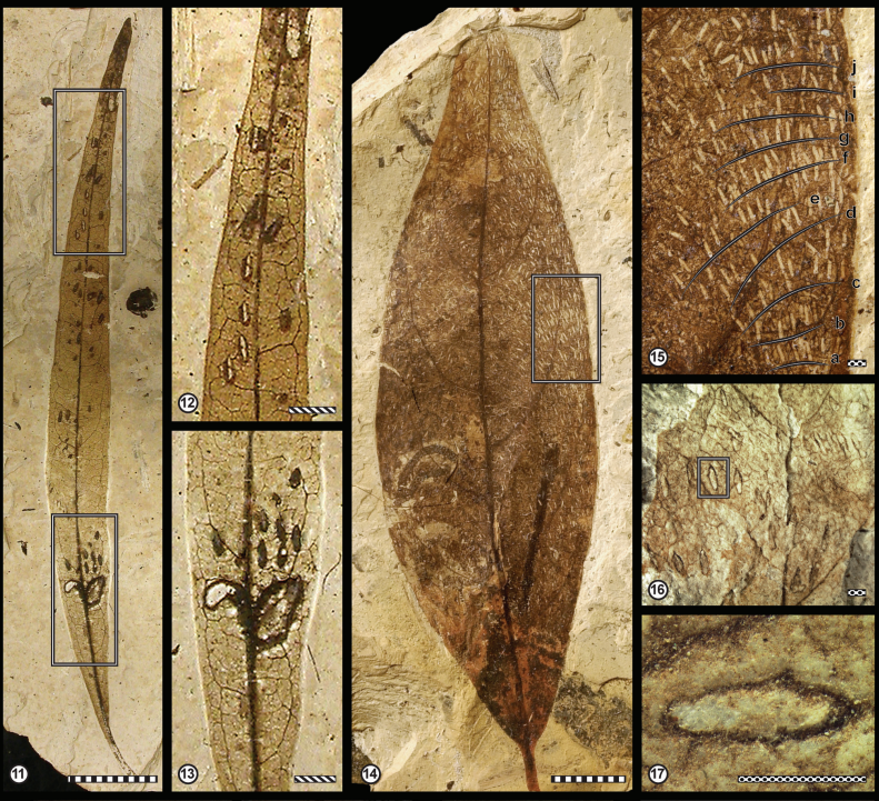 FossilBonanza's tweet photo. Fossilized leaves can show evidence of insects besides predation. In many cases, we can find evidence of egg laying within the leaf itself as seen in these samples.
#LeafWeek #Paleontology
https://t.co/DVVLn7vgKz https://t.co/RRbqX8VE0I