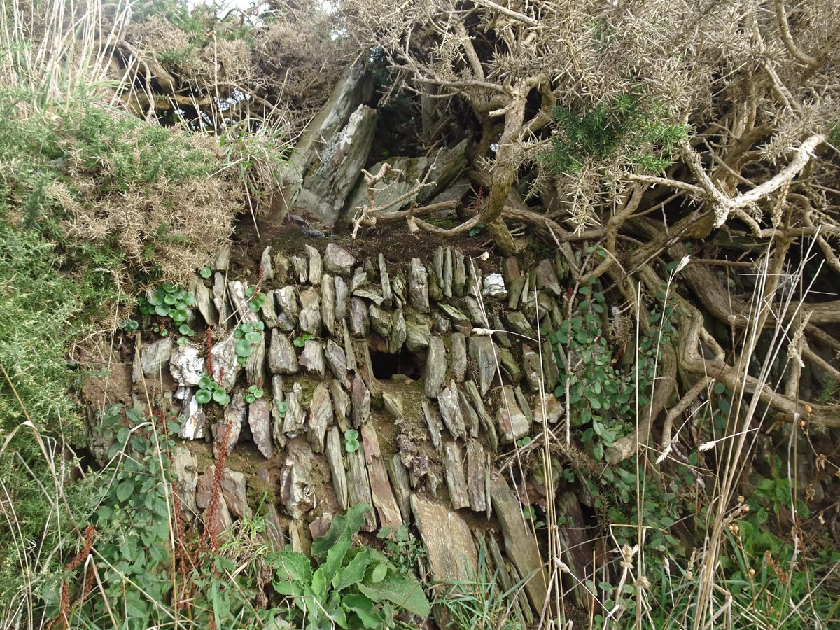 mackerelsky17's tweet photo. Perpetual dilemma when walking on the coast in Cornwall- look ahead at the stunning views but then miss the beauty of rural crafts, wildlife and plant life.
#SWCoastpath #Gunwalloe #LoeBar https://t.co/CQmbaLDPZu
