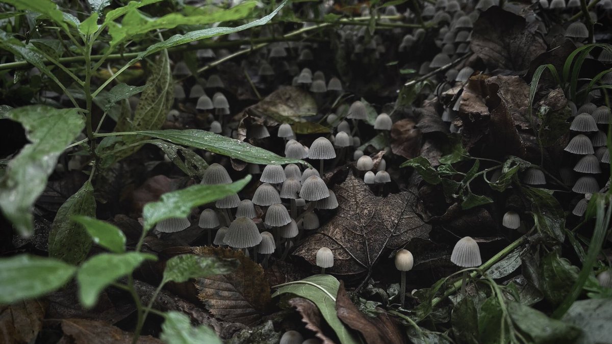 sgubekili's tweet photo. shrooms for good luck! https://t.co/xs0CaMlpxC