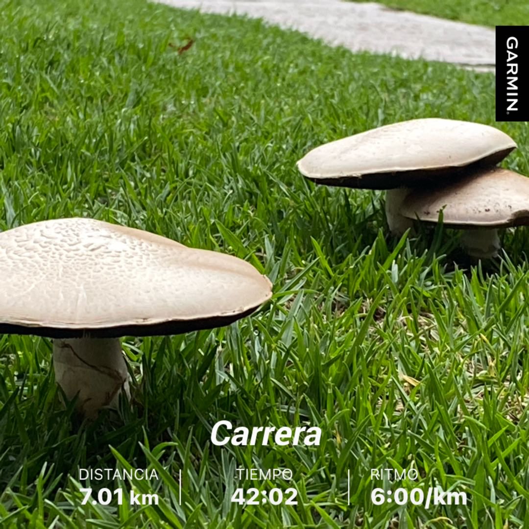 Run_Runner_'s tweet image. #beatyesterday #garmin después de 1 mes de COVID