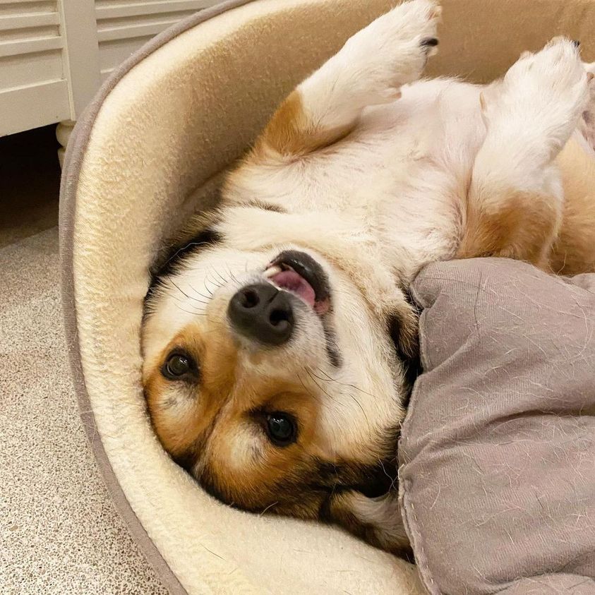 Let's exercise, what to do?
#Corgi #CorgiCrew #dogsoftwitter