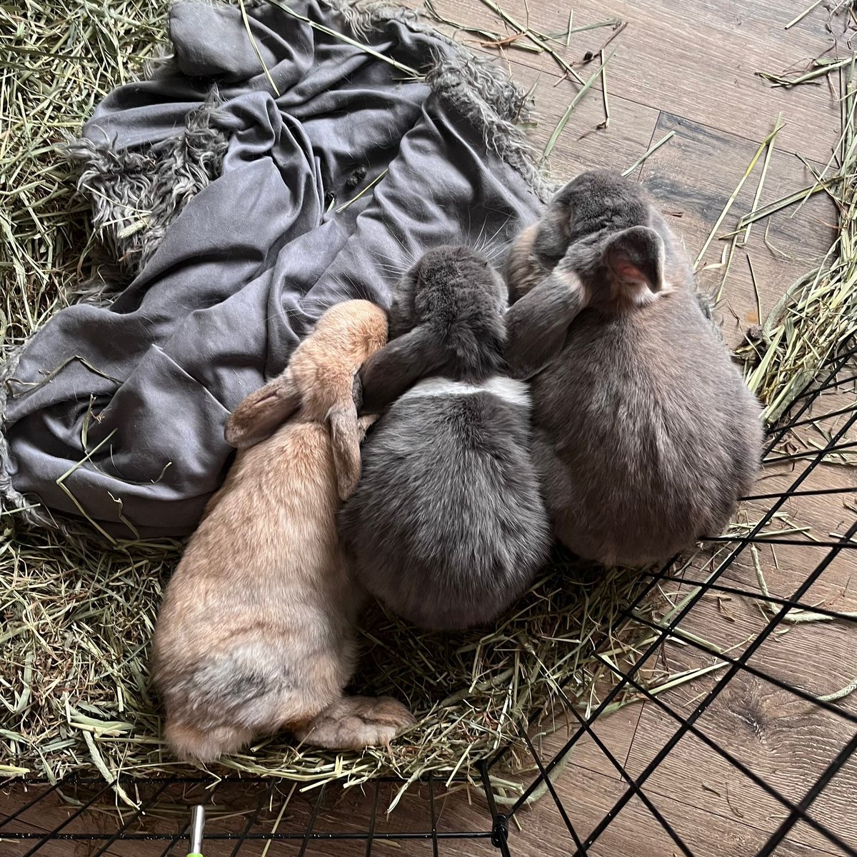 BurrowedHearts's tweet photo. Mr Wilson (left) had a home offer to join a pair of buns so he's been bonding to them this week. Middle bun is Buttons (now named Apple) who was adopted from us a while ago to be Thumper's wife. So happy for Mr Wilson because he'd been waiting quite a while for a home
🐇🐇🐇💞 https://t.co/MvJcastfs8