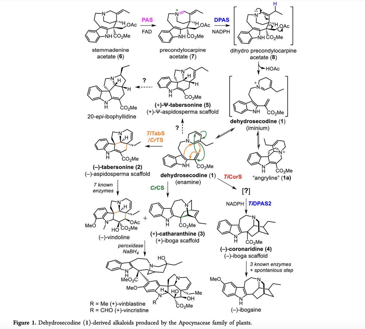 EnzymeChemistry's tweet photo. Recycling Upstream Redox #Enzymes Expands the Regioselectivity of Cycloaddition in Pseudo-Aspidosperma Alkaloid #Biosynthesis by Kamileen, @Baroquenchembio, Hong, Nakamura, Paetz, @LichmanLab, @pd_sonawane, Caputi, O’Connor @OConnor_lab @MPI_CE in @J_A_C_S https://t.co/JKirveG7di https://t.co/sw9XM7rvmn