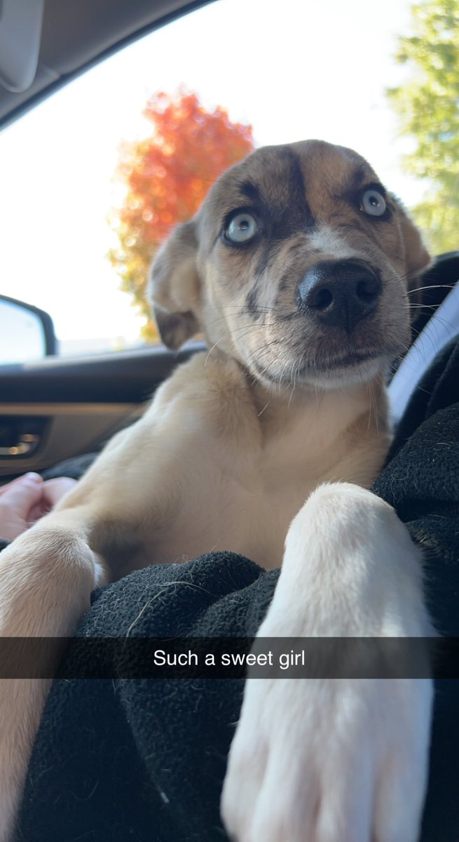 KingRemington's tweet photo. @dog_rates her name is beanie!
catahoula and german shepherd https://t.co/QxQTLW0YwI