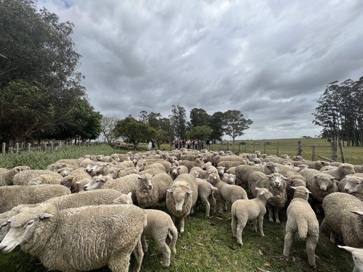MGAPUruguay's tweet photo. #HOY En el marco de las celebraciones por el día de la #MujerRural y del #Agro autoridades nacionales y departamentales recorrieron emprendimientos de mujeres #Transformadoras en las localidades de: 
📍Villa El Carmen
📍Puntas de Herrera https://t.co/CFXPxnxSrm