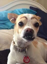 Dogs With Eyebrows (@dogeyebrows) on Twitter photo 