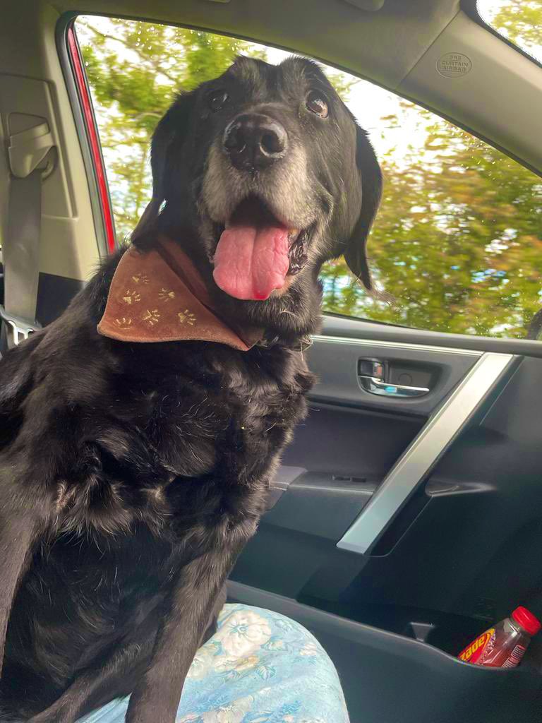 Roxyblacklab's tweet photo. Guess who loves riding shotgun ? #roxyblacklab πβπ¦ΊπΎπ https://t.co/qzAifvw7Jv