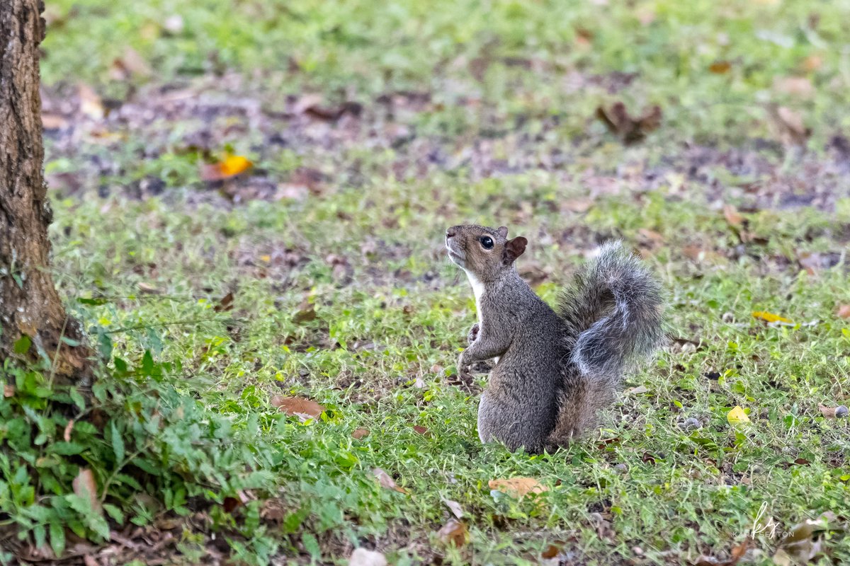 studios_karl's tweet photo. "I Love You Tree"

Twitter filters out some color and quality. To see in richer colors and better detail visit my gallery: https://t.co/YfqBOkUd6K

Nikon Z7 + Nikon 200-500mm f5.6

#nature #naturelovers #NaturePhotograhpy #squirrel #SquirrelAwarenessMonth #Squirrels #wildlife https://t.co/iYtwmAsQ1w