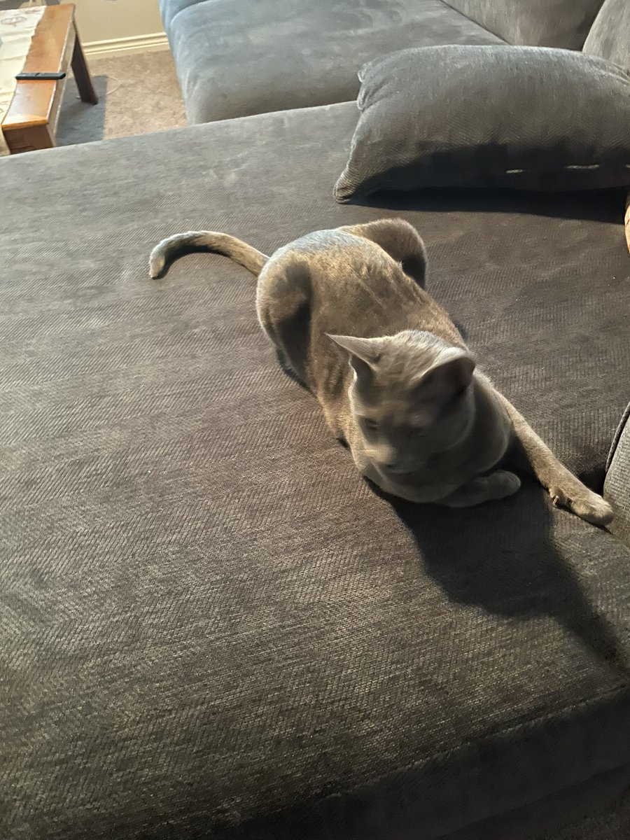 carmelamz's tweet photo. @thechrisbarron Bubs pretending he doesn’t care if everyone has a Happy Caturday! 😼 https://t.co/gEkOBdmA4C