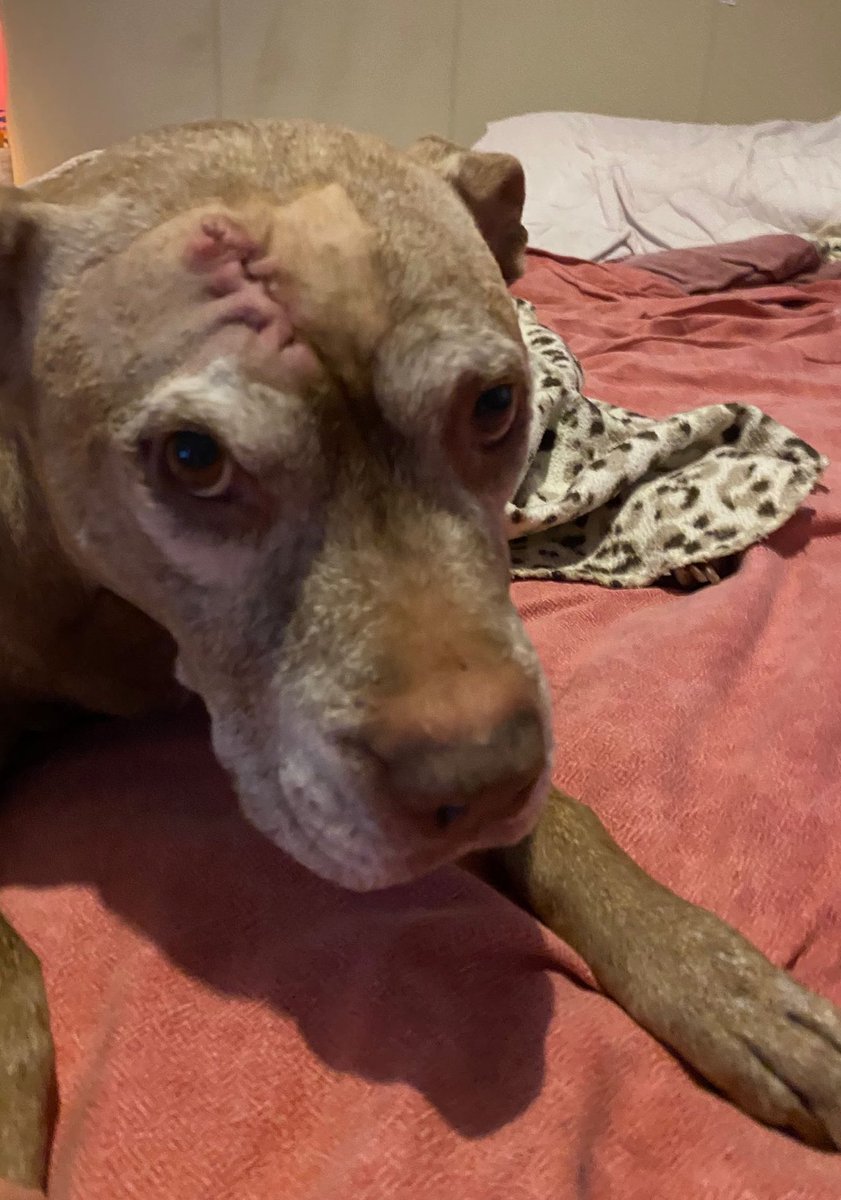 acserrao76's tweet photo. #CookieGirl still got the hump about not being allowed to go for walks after #Cancer operation. But look how cute her and #DapperBoy looked earlier. We been hanging out watching How to Get Away with Murder 🍿🎥 #HTGAWM #Staffy #DogsofTwitter https://t.co/9ledsoDnYF