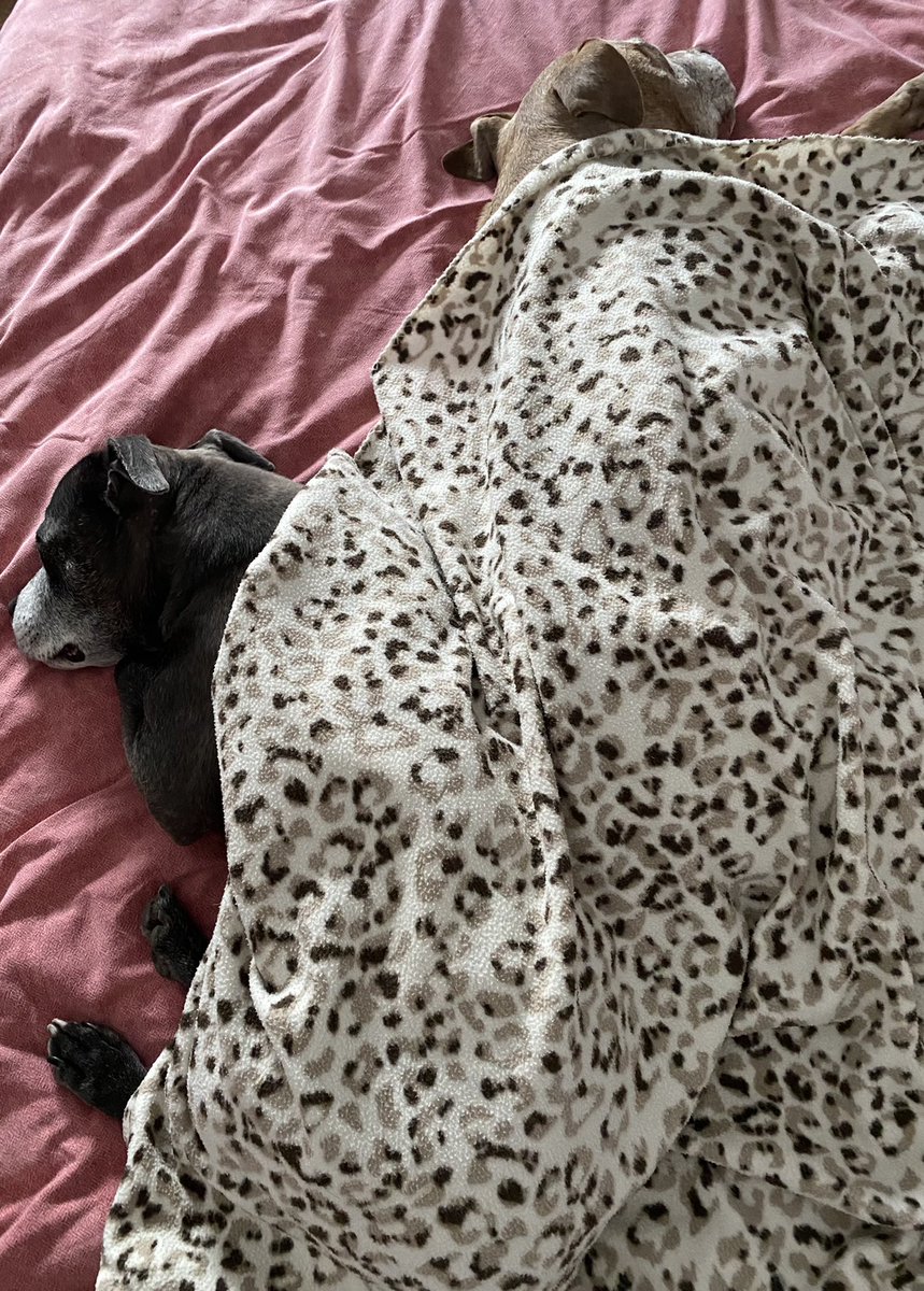 acserrao76's tweet photo. #CookieGirl still got the hump about not being allowed to go for walks after #Cancer operation. But look how cute her and #DapperBoy looked earlier. We been hanging out watching How to Get Away with Murder 🍿🎥 #HTGAWM #Staffy #DogsofTwitter https://t.co/9ledsoDnYF