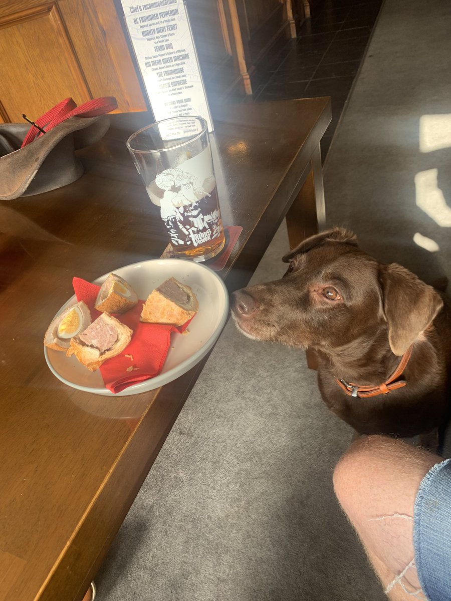 I promised big hooman I would respect his right to eat his scotch egg and pie in peace and would not beg…. Much… #dogs #dogsoftwitter #SaturdayVibes