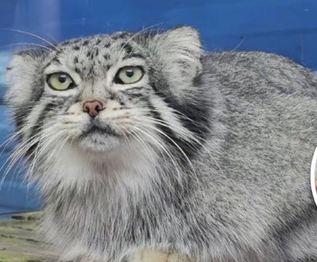 ElephantsRule's tweet photo. Beautiful Pallass cat bred as part of captive breeding programme chokes to death on chicken bone in Chinese zoo.

@CBCGDF_China 
#endcaptivebreeding
 bonhttps://www.scmp.com/news/people-culture/trending-china/article/3195568/fat-sacred-beast-cute-pallass-cat-chokes-death https://t.co/ULRxUUBgef