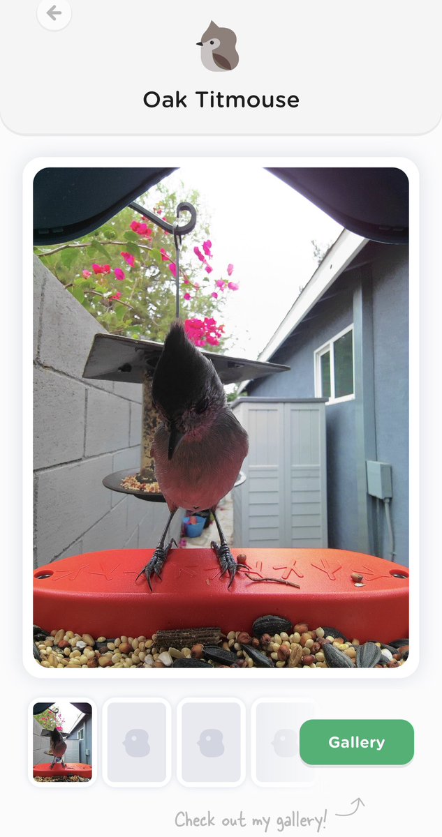 Kickstarted a Smart Birdfeeder (#birdbuddy) ages ago and it finally showed up. Lovely to see visitors like this Oak Titmouse, and the app sends you digital post cards from the birds. Did I mention I like birds?