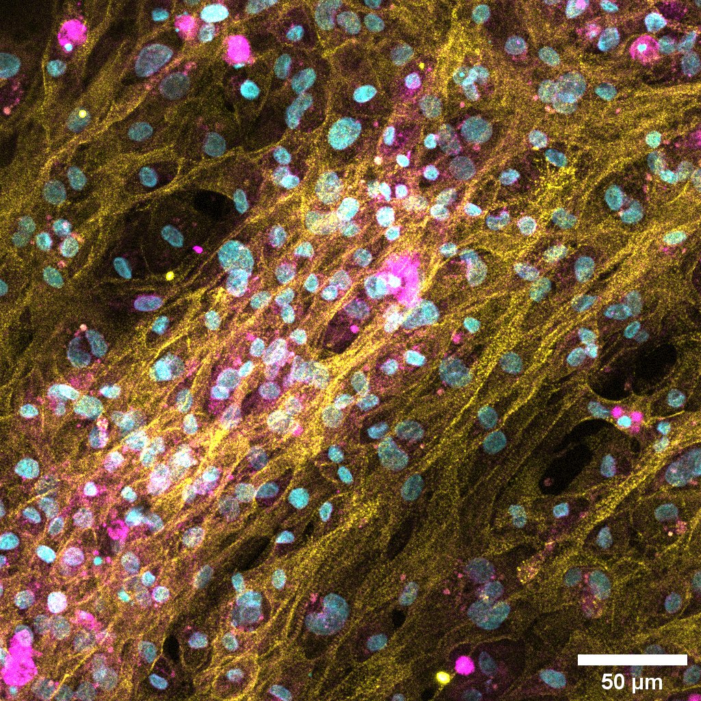 Neal Callaghan tweet media