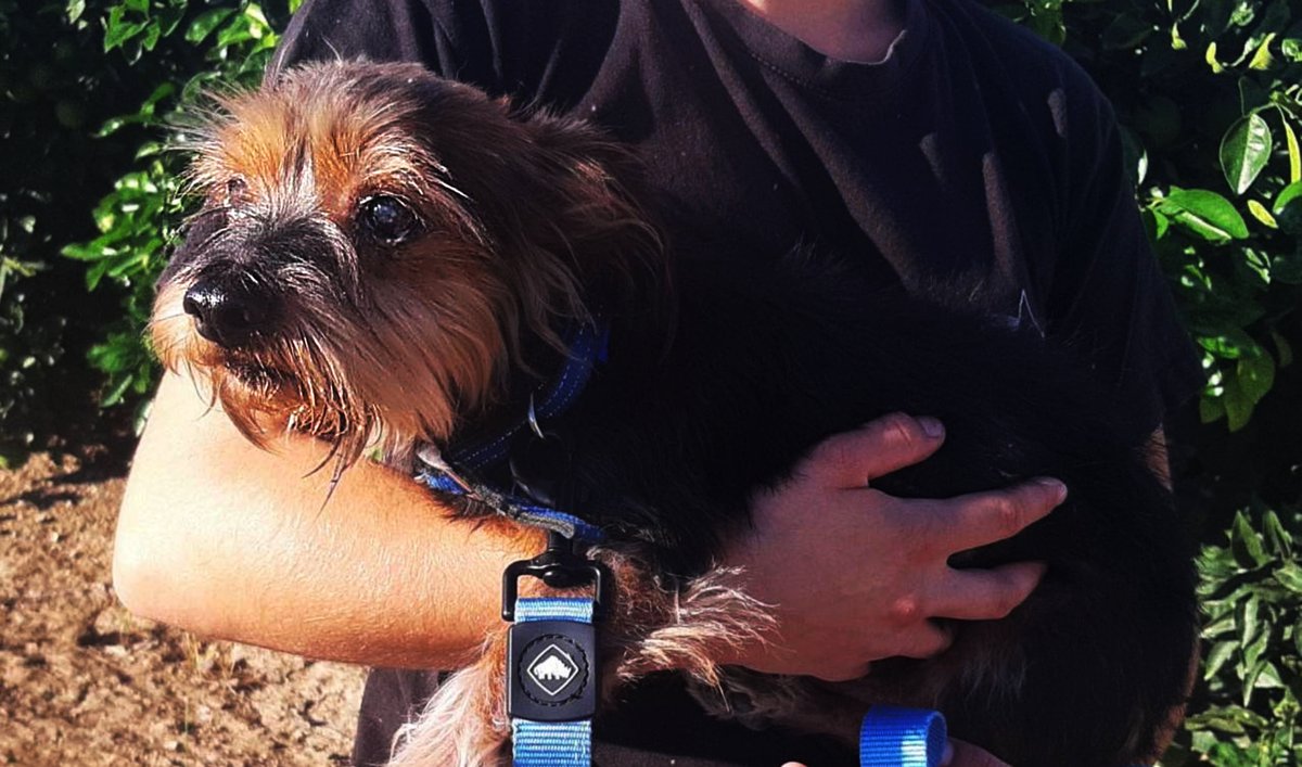 LE CONOCES??? SABES SI TIENE PAPÁS???

#VALENCIA
Abuelito recogido en el retén de GODELLETA
Para variar no tiene chip y está bastante sucio.

Si lo reconoces o puedes acogerlo... por favor contacta;
662366480

Lo hemos llamado #HARRY