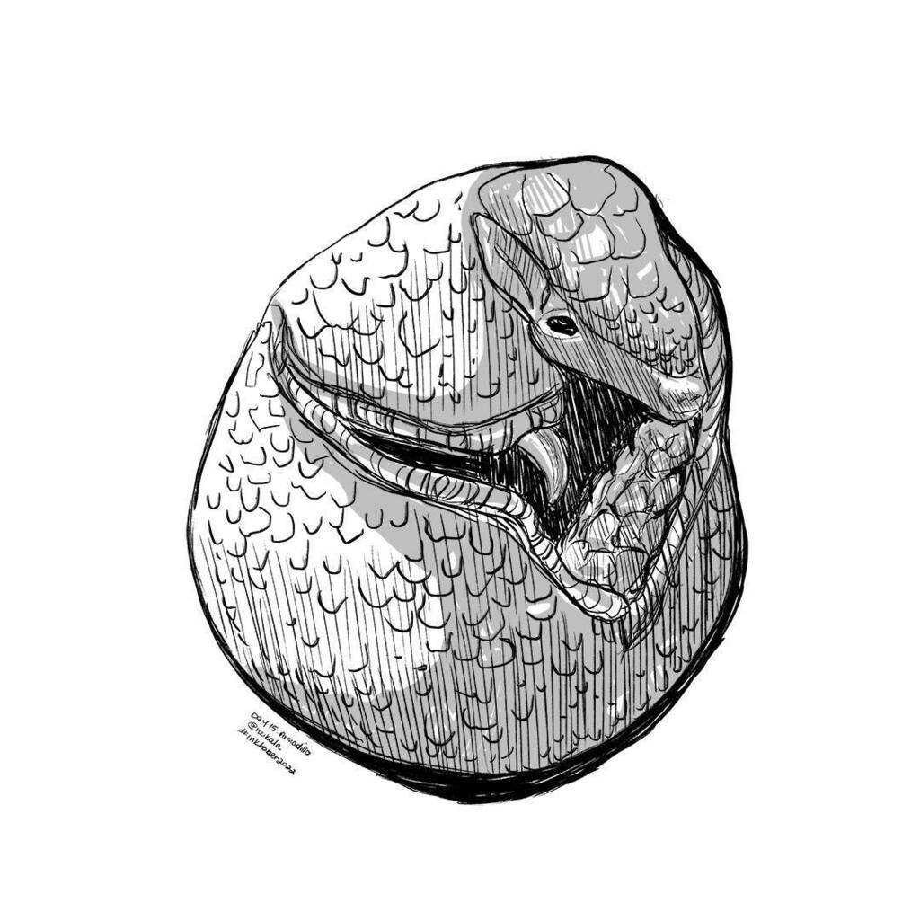 neikala's tweet photo. Day 15: Armadillo 
.
Don't mind me, just rolling through. 👋🏾 
.
.
#inktober #inktober2022 #art #artlife #artistoninstagram #dailyart #dailysketch #digitalart #digitalink #digitalinktober #inkart #inkdrawing #photoshop #sketch #wacom #armadillo #armadillo… https://t.co/n8n5SIwuU5 https://t.co/F3EWj75vLX