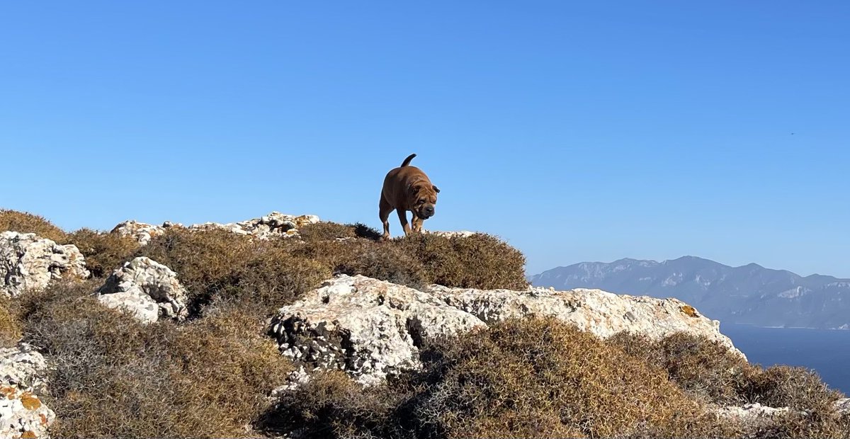 Shardogge's tweet photo. Hello friends, was on a mountain tour, a big fun. #shardogge #dogsoftwitter #dogs https://t.co/fxY4bK2W6R