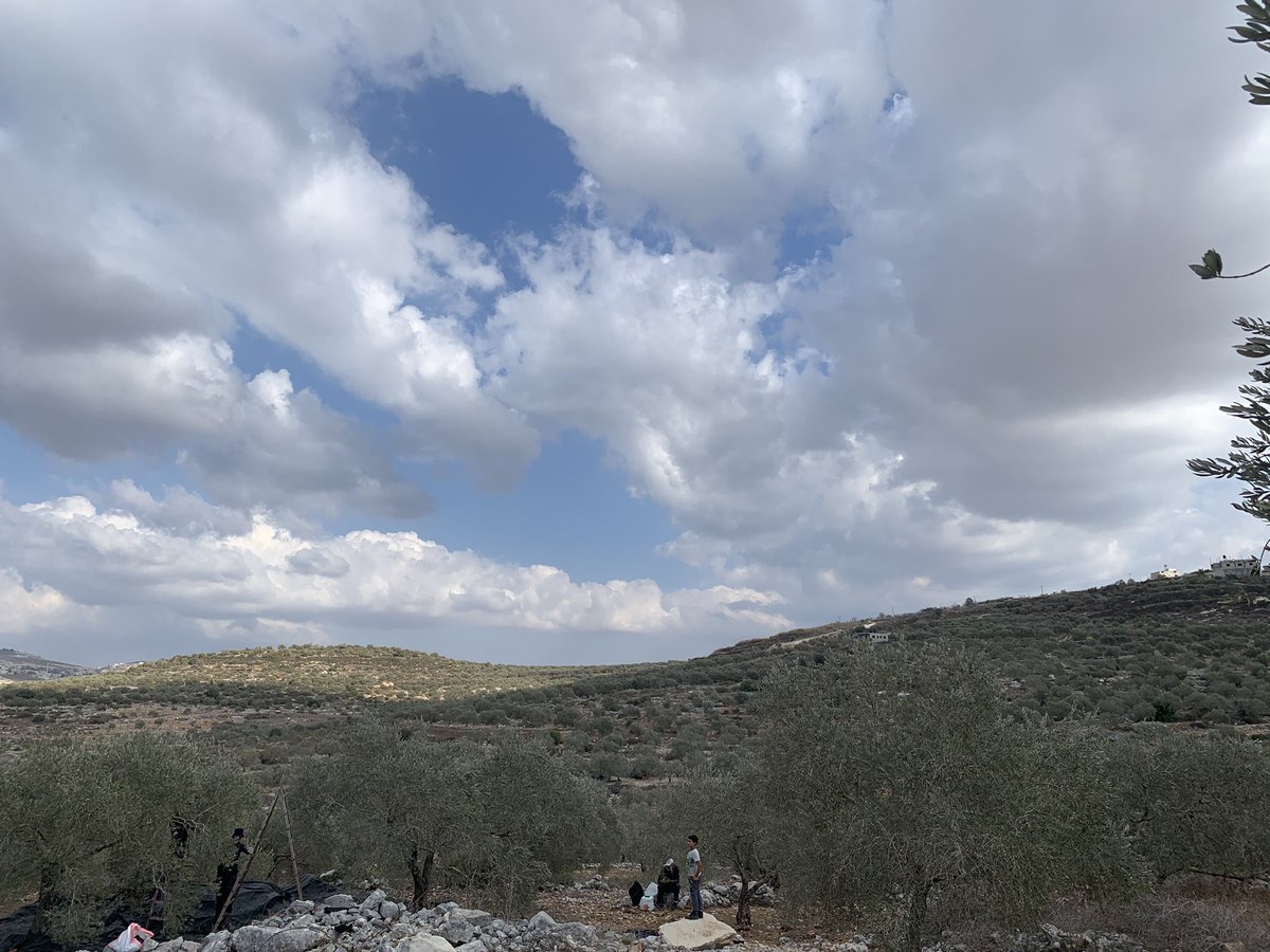 omartesdell's tweet photo. كل سنة و انتم سالمين - نداء الاشجار رسالة لنا كل عام / The The trees draw us in to their sacred rhythms each year. Happy olive harvest 2022! https://t.co/C6kC6E1afg