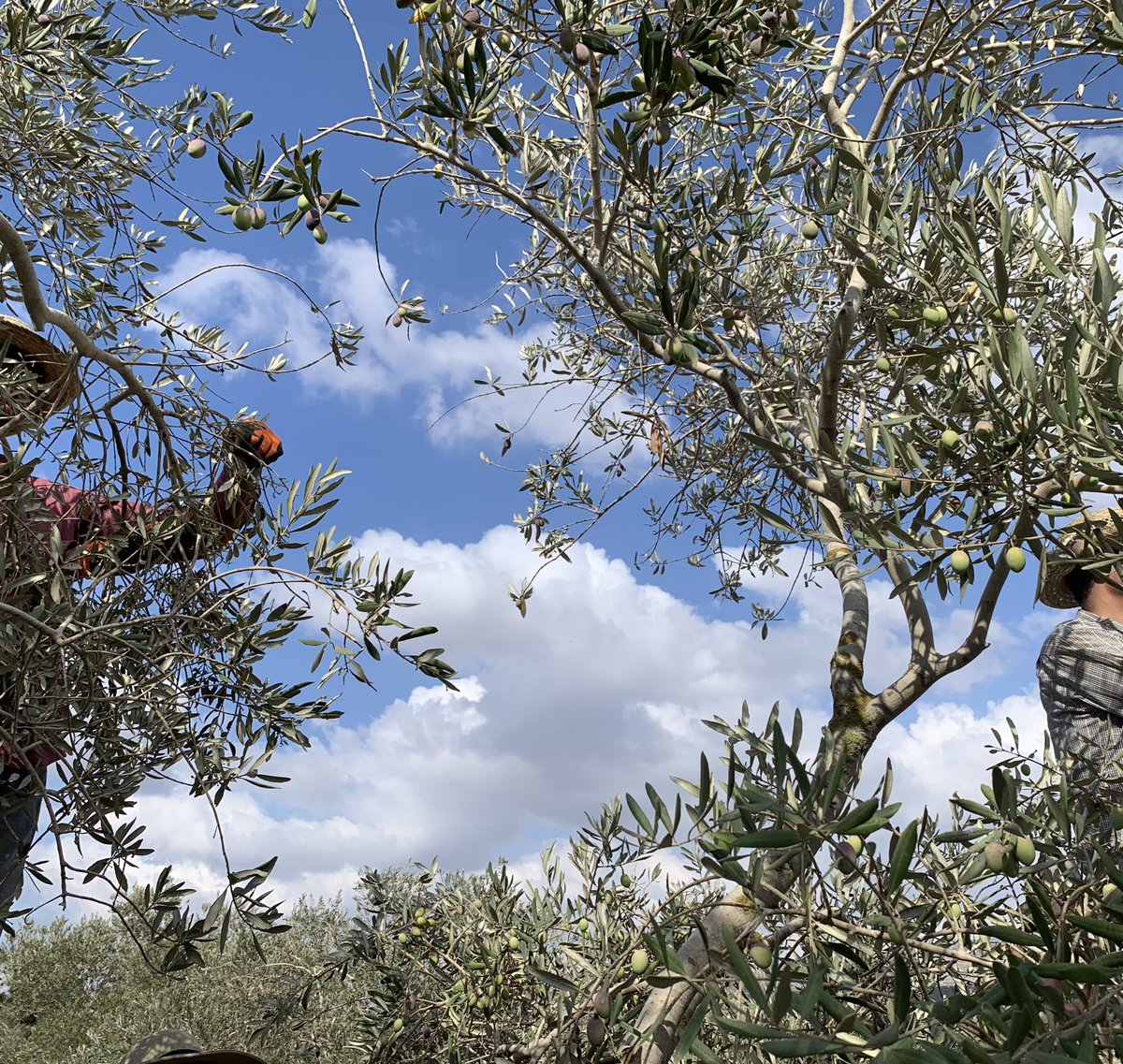 omartesdell's tweet photo. كل سنة و انتم سالمين - نداء الاشجار رسالة لنا كل عام / The The trees draw us in to their sacred rhythms each year. Happy olive harvest 2022! https://t.co/C6kC6E1afg