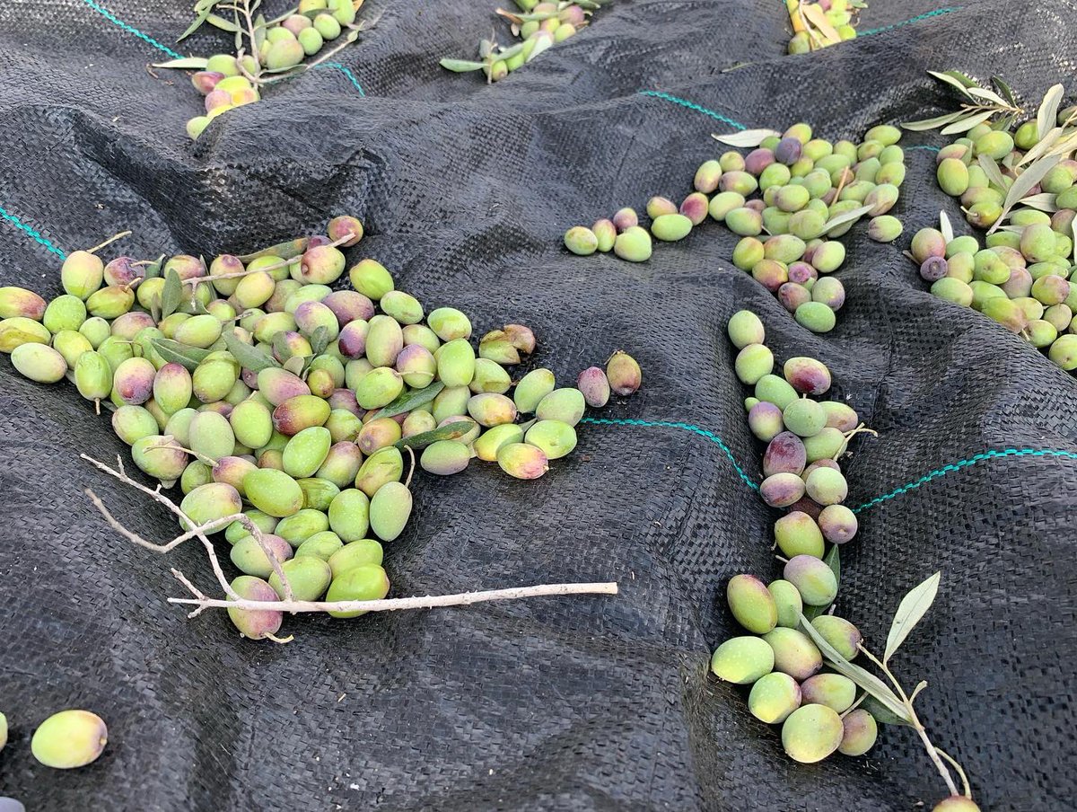 omartesdell's tweet photo. كل سنة و انتم سالمين - نداء الاشجار رسالة لنا كل عام / The The trees draw us in to their sacred rhythms each year. Happy olive harvest 2022! https://t.co/C6kC6E1afg