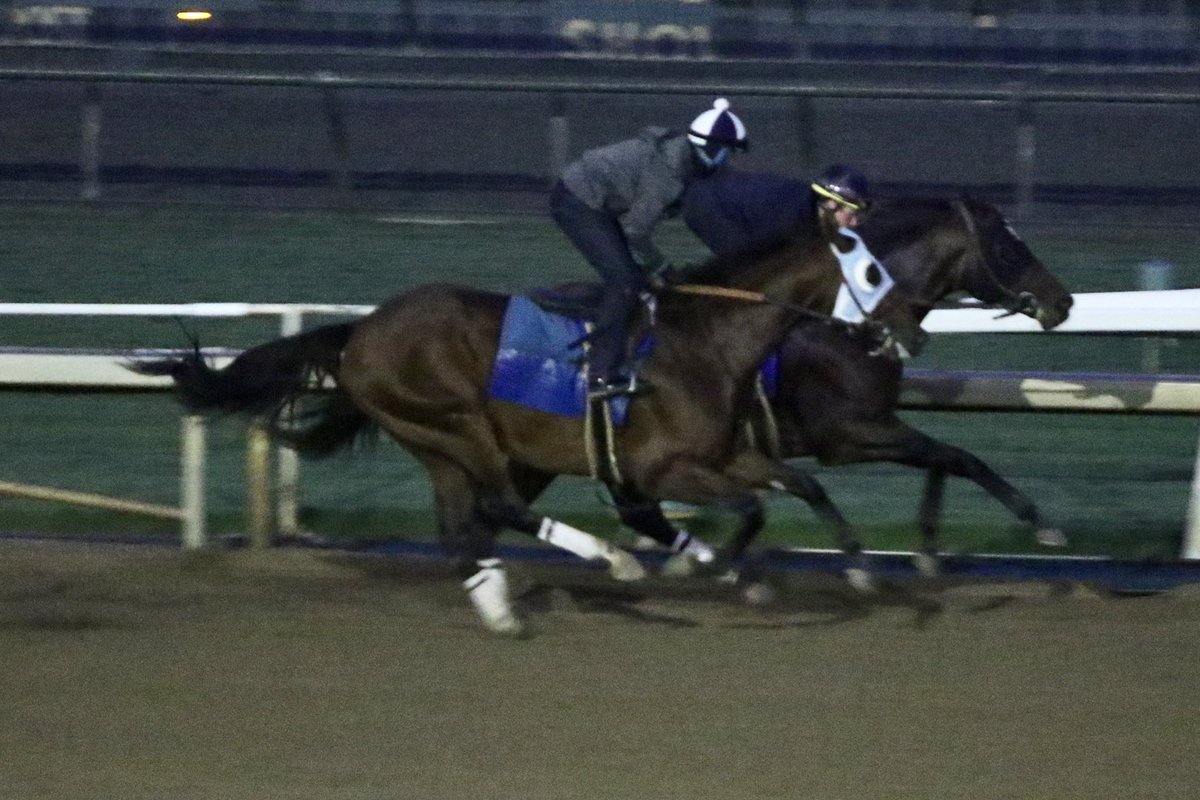 timyakteen's tweet photo. And this morning at #santaanitapark, we worked Johannes, Quincy Market, Encode, Savile Row, Sweet Tessa and Clooney. ☁️ #nottheusualsaturday #fallhasarrived https://t.co/9QWlNsHTW2