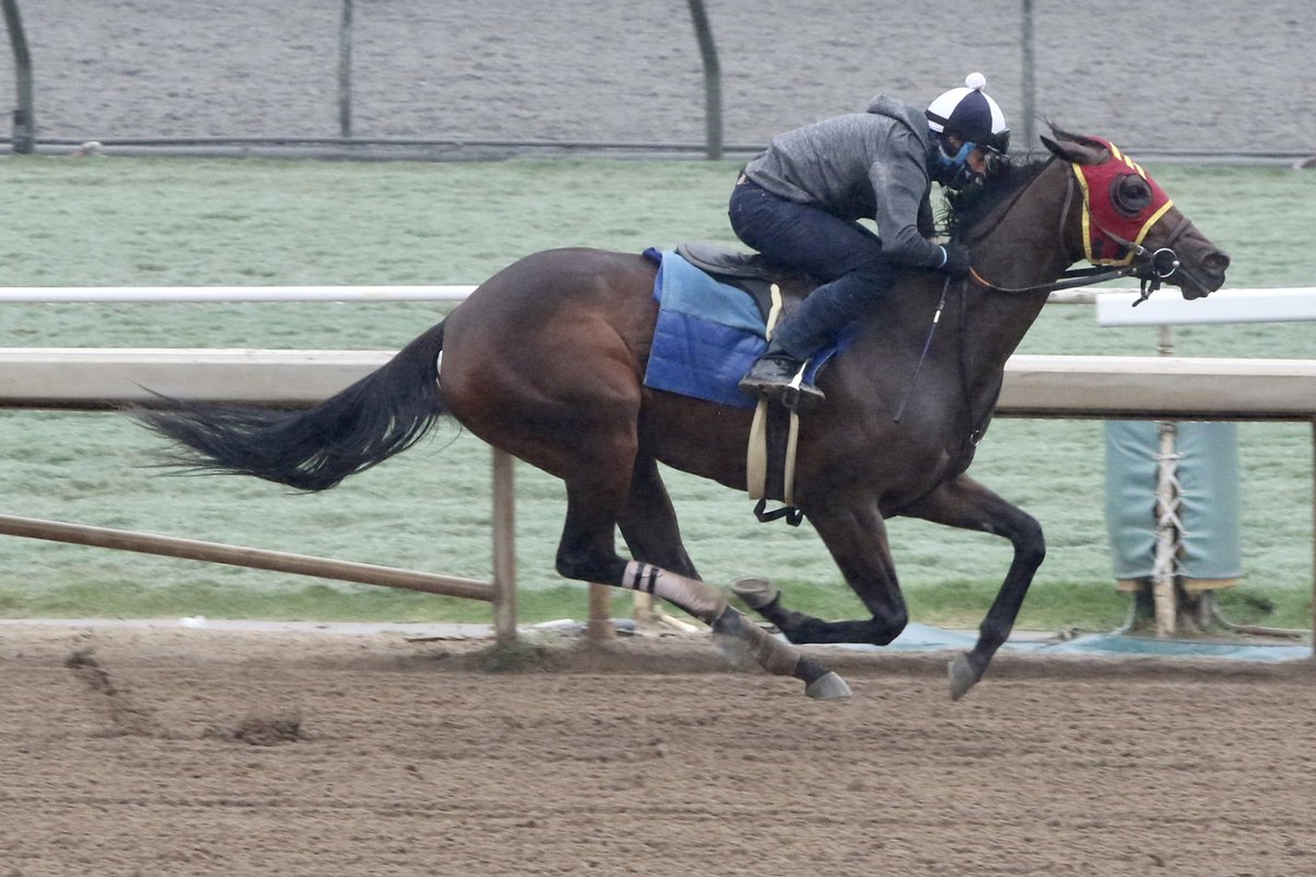 timyakteen's tweet photo. And this morning at #santaanitapark, we worked Johannes, Quincy Market, Encode, Savile Row, Sweet Tessa and Clooney. ☁️ #nottheusualsaturday #fallhasarrived https://t.co/9QWlNsHTW2