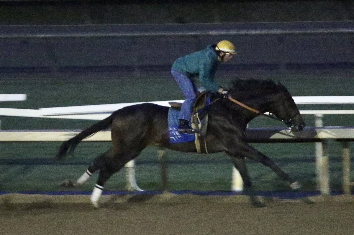 timyakteen's tweet photo. And this morning at #santaanitapark, we worked Johannes, Quincy Market, Encode, Savile Row, Sweet Tessa and Clooney. ☁️ #nottheusualsaturday #fallhasarrived https://t.co/9QWlNsHTW2