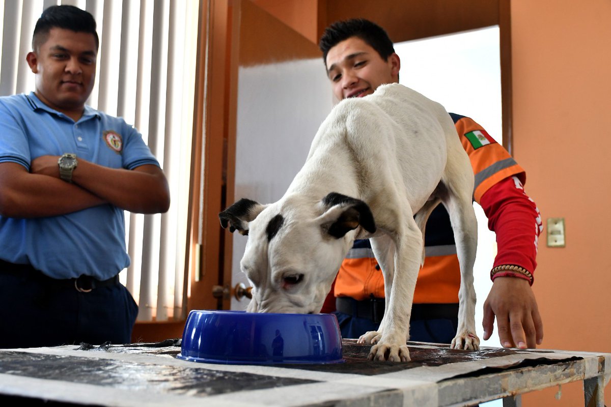 🐶🐶 Dos perritas fueros rescatadas en la colonia Azteca y resguardada por @IrapuatoPCyBom. Las trajeron con nosotros para evaluar su salud y todo está al 💯, también nos enteramos que nuestro #CANIAmigo Emilio adoptará a una, nosotros resguardaremos a la otra perrita.