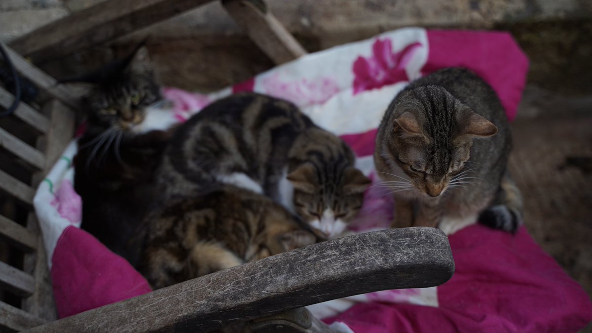 Today we did something incredible.
We donated 7000€ to a charity😍
We found a partner charity organization on Nice, France - managed by a single lady with over 60 animals total.
The 7000 euros raised through World of Cats NFT Sales cleared the debt of the shelter. ❤️🐱
1/3