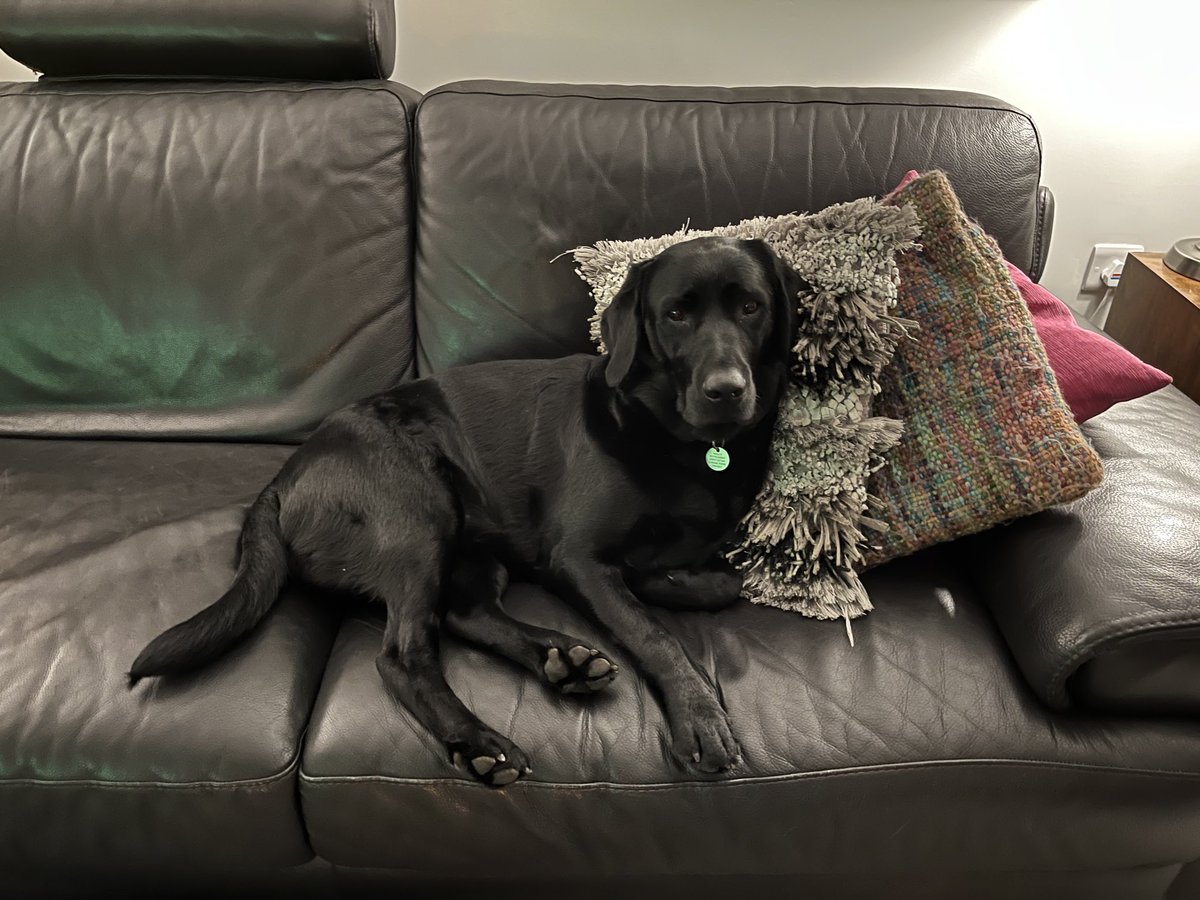 IanAndersonNo1's tweet photo. Warming herself in front of the fire ! #itsadogslife #labrador #dogsoftwitter #luvem #comfortable https://t.co/RiBfWIIzhi