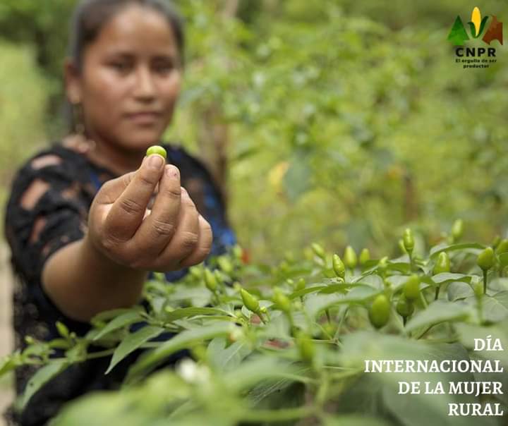 En el #DíaInternacionalDeLaMujerRural nos sumamos al reconocimiento de su trabajo y la lucha para la atención de sus plenos derechos.