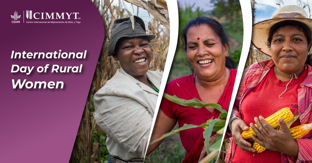 #InternationalDayOfRuralWomen. Let’s recognize their efforts building more resilient agri-food systems. Read <a href="/CIMMYT/">CIMMYT</a> study on how male &amp; female farmers in Ethiopia &amp; India face different challenges to get new wheat seeds. bit.ly/3S0dKJb