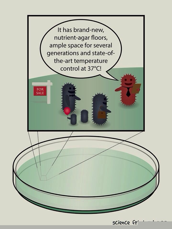 lexi_b2085's tweet photo. When transferring a culture from one tube to nutrient agar plate, the smallest amount of cells from the initial culture will be able to grow a nice new culture of the cells if they are incubated properly. #BioPhilms @jeheindl https://t.co/cFLN9pF6Kh