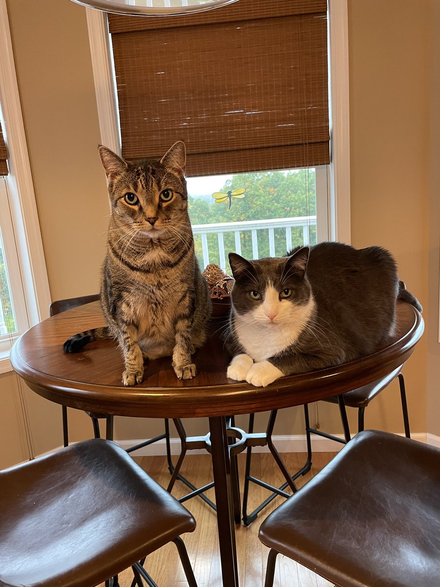 KristinJames16's tweet photo. @thechrisbarron Happy #caturday from my beautiful boyz Sage and Sutter !! (I know they shouldn’t be on table…don’t judge!) #catprobs https://t.co/6xlH4LquiA