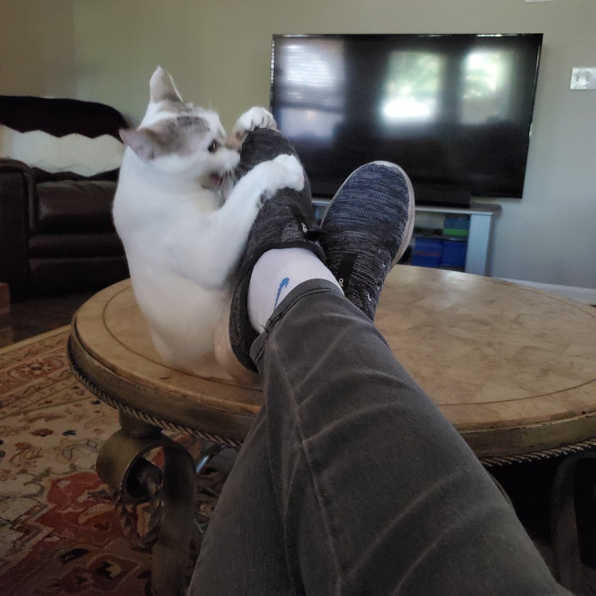 TabbyKat2022's tweet photo. Awwww it's a fine fun day when I can attackz hooms feet! #CatsOfTwitter #Caturday https://t.co/AXI6IiorCX