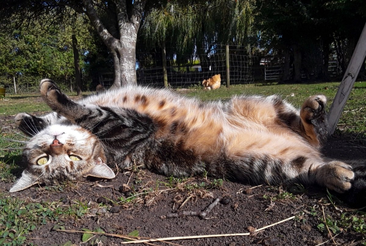 chris_alpacas's tweet photo. A couple of fun photos from the paddock this afternoon. The hens and Precious enjoying a roll in the sunshine. #GoodNightEveryone from us all here in #thefens xxx #Caturday #CatsOfTwitter #CatsOnTwitter #HensOfTwitter #Autumn https://t.co/9hV4ZEezvh