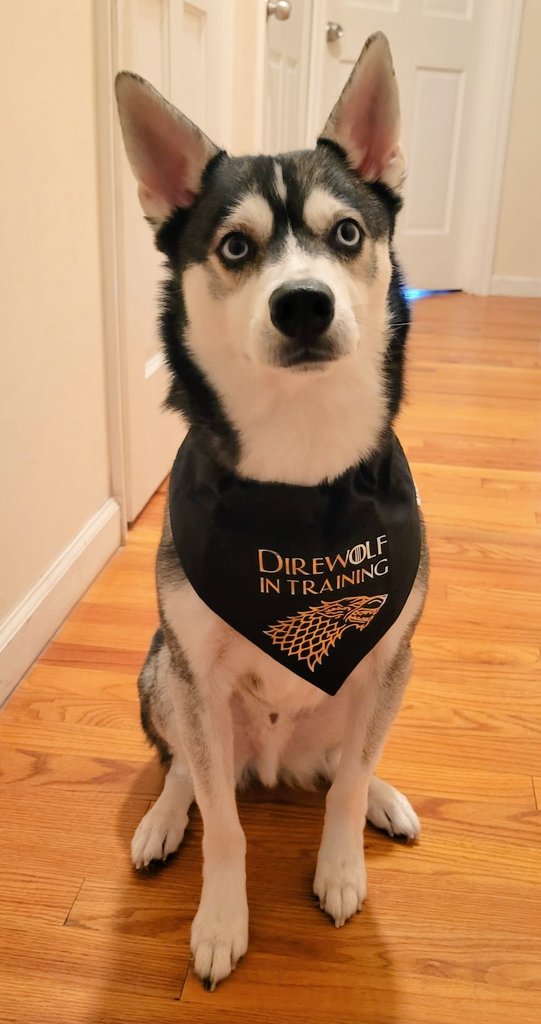 ValmalVal's tweet photo. Our #direwolf in training 💙🥰 #alaskankleekai #GameOfThrones https://t.co/5koP62pcBz