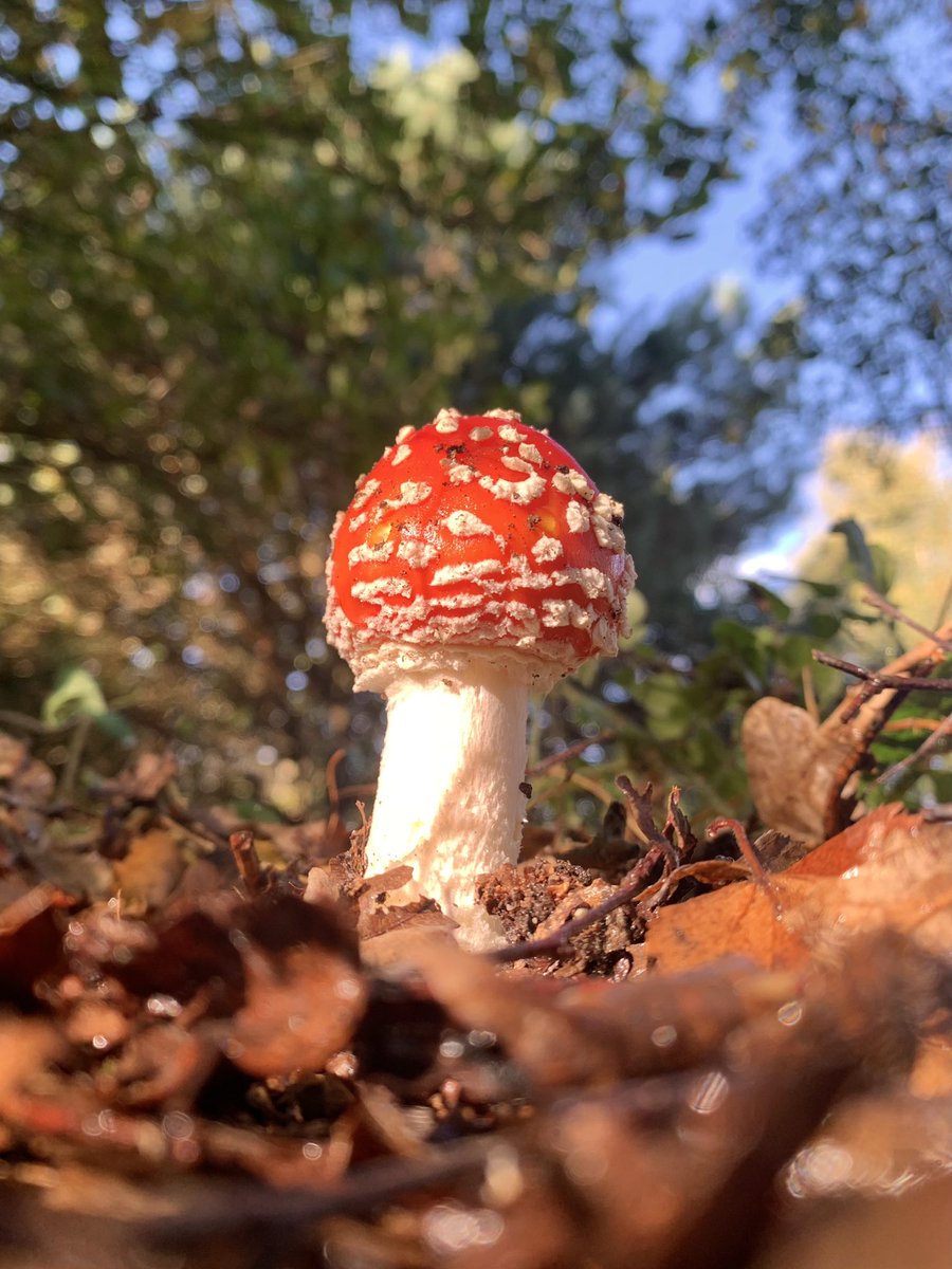 The amount of photos of Fly Agarics I have taken today is ridiculous! <a href="/DorsetWildlife/">Dorset Wildlife Trust</a> <a href="/BrownseaNT/">Brownsea Island</a> <a href="/DWTBrownsea/">DorsetWildlife Trust</a>